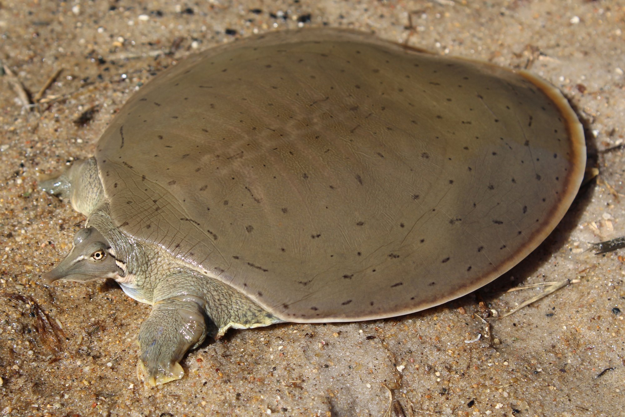 Soft Shell Turtles